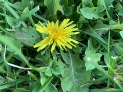 Taraxacum officinale