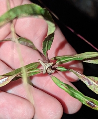 Stillingia sylvatica