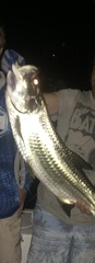 Megalops atlanticus