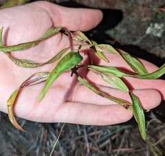 Stillingia sylvatica