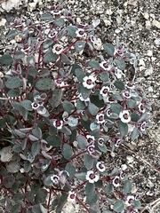 Euphorbia melanadenia