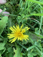 Taraxacum officinale
