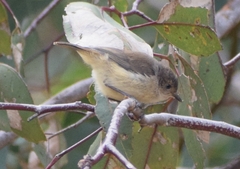 Acanthiza inornata