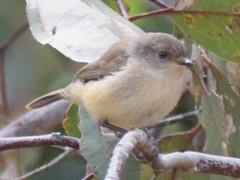 Acanthiza inornata