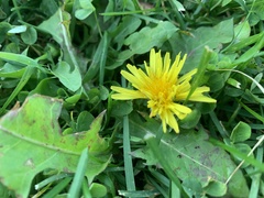 Taraxacum officinale