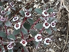 Euphorbia melanadenia