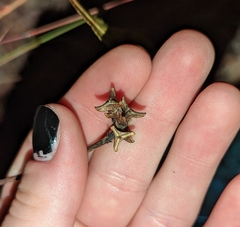 Stillingia sylvatica