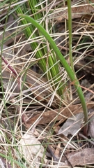 Thelymitra × truncata