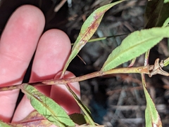 Stillingia sylvatica