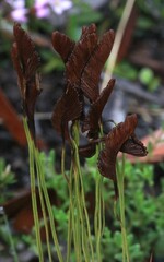 Schizaea bifida