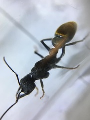 Myrmecia mandibularis