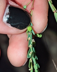 Phyllanthus abnormis abnormis