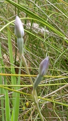 Thelymitra × truncata
