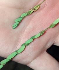 Phyllanthus abnormis abnormis