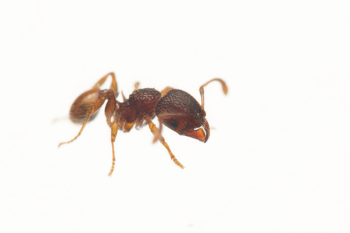 Pheidole longiceps doddiPheidole longiceps doddi