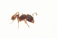 Pheidole longiceps doddi