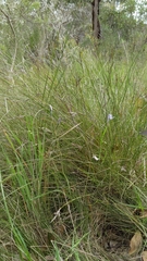 Thelymitra × truncata