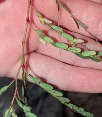 Phyllanthus abnormis abnormis