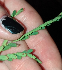 Phyllanthus abnormis abnormis