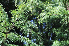 Taxodium mucronatum