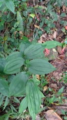 Disporum kawakamii