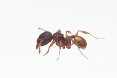 Pheidole longiceps doddi