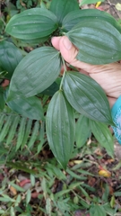 Disporum kawakamii