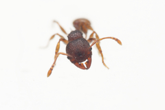 Pheidole longiceps doddi