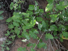 Lyrocarpa coulteri