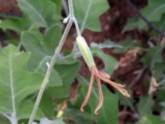 Lyrocarpa coulteri