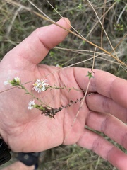 Symphyotrichum dumosum