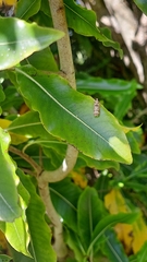 Anisoplaca acrodactyla