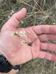 Symphyotrichum dumosum