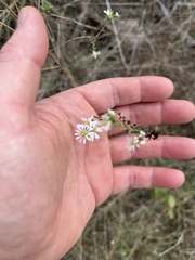 Symphyotrichum dumosum