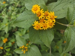 Lasianthaea ceanothifolia