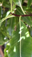 Anisoplaca acrodactyla