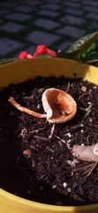 Fungi