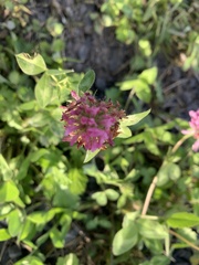 Trifolium pratense