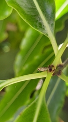 Anisoplaca acrodactyla