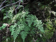 Cystopteris fragilis