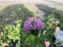 Trifolium pratense