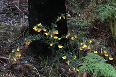 Gompholobium latifolium
