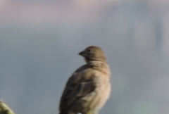 Haemorhous mexicanus