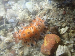 Dendrodoris guttata