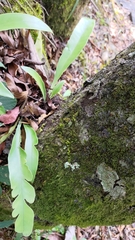 Microsorum punctatum