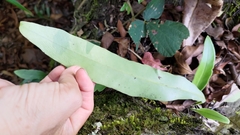 Microsorum punctatum