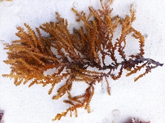 Hormophysa cuneiformis