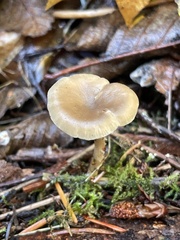 Clitocybe salmonilamella