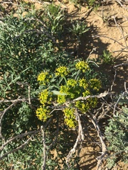 Lomatium insulare