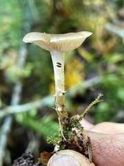 Clitocybe salmonilamella